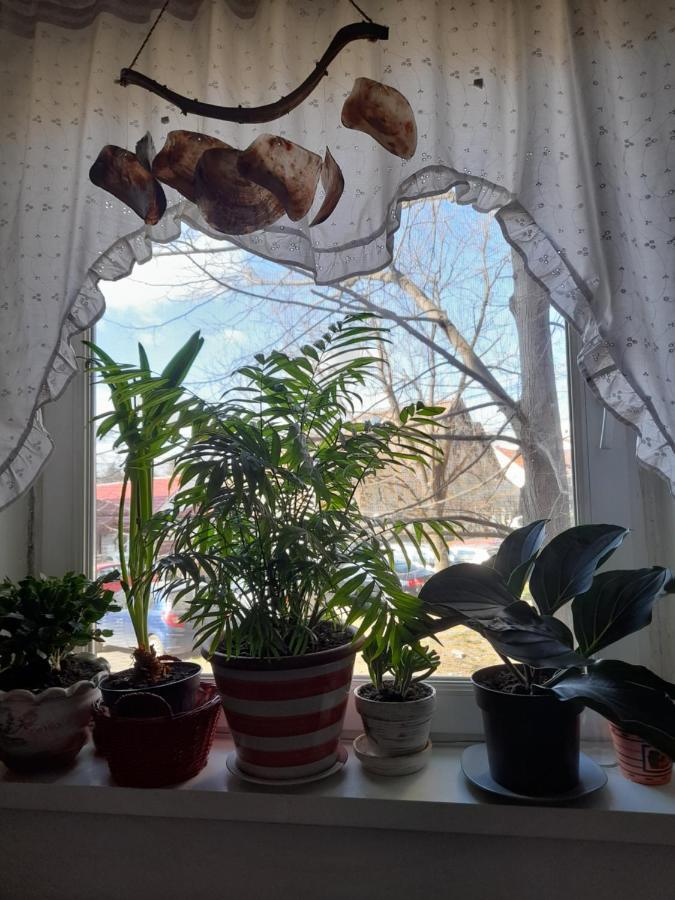 Apartament Anca ティミショアラ エクステリア 写真